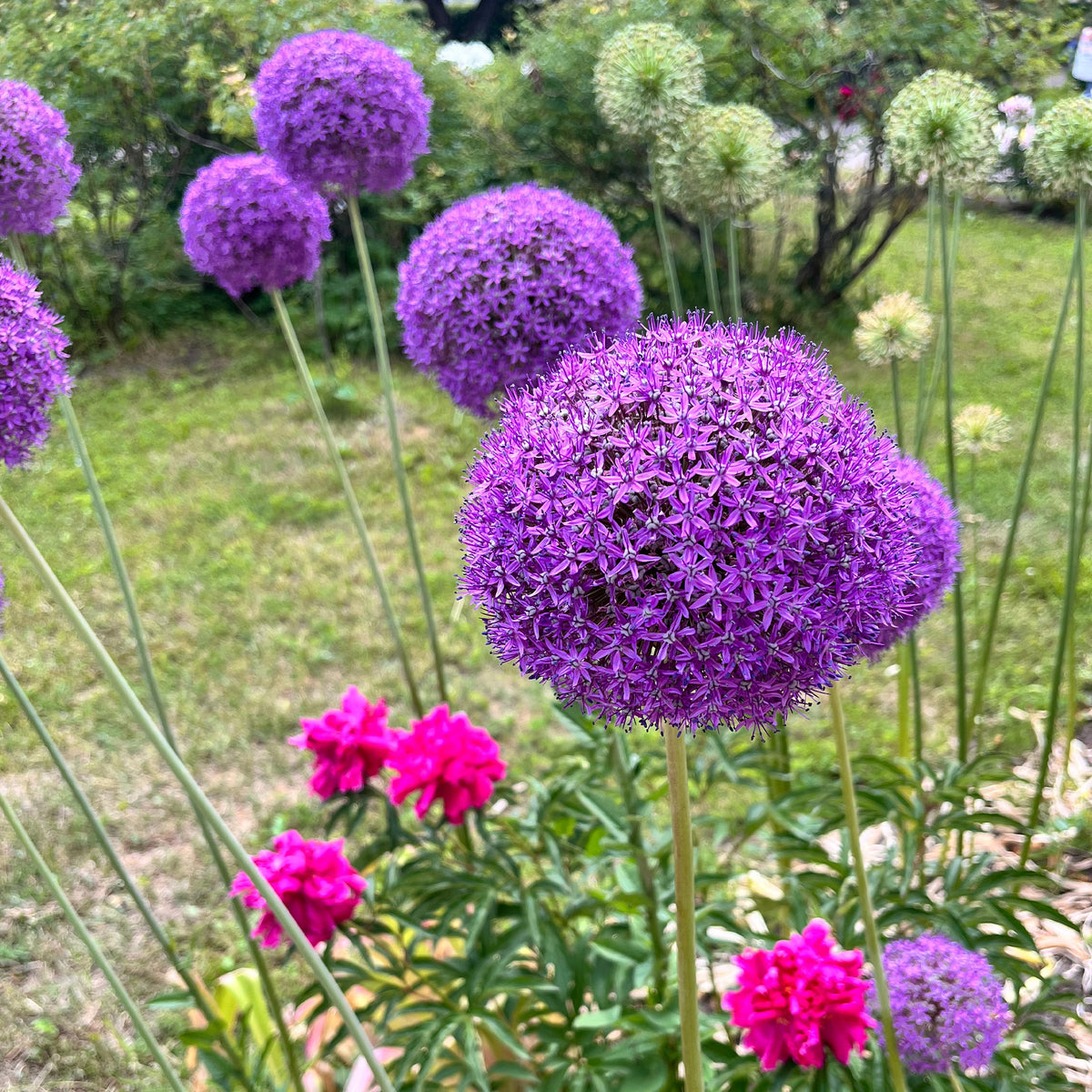 Sierui 'Gladiator' - Allium Gladiator - Bakker