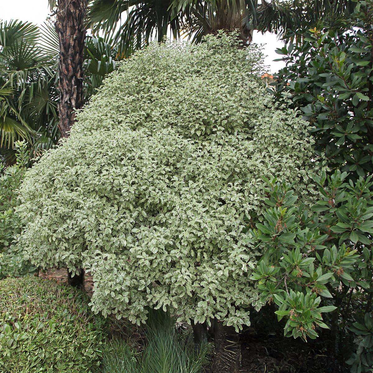 Verkoop Australische bonte Laurier - Wintergroene heesters