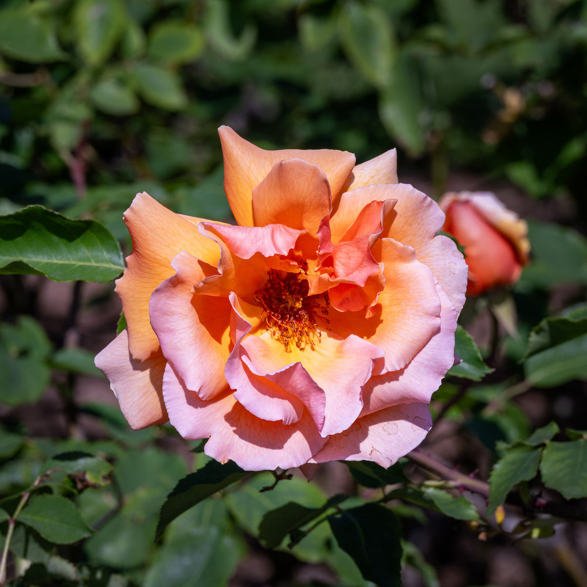 Verkoop Roos 'Just Joey'® - Rosa just joey ®