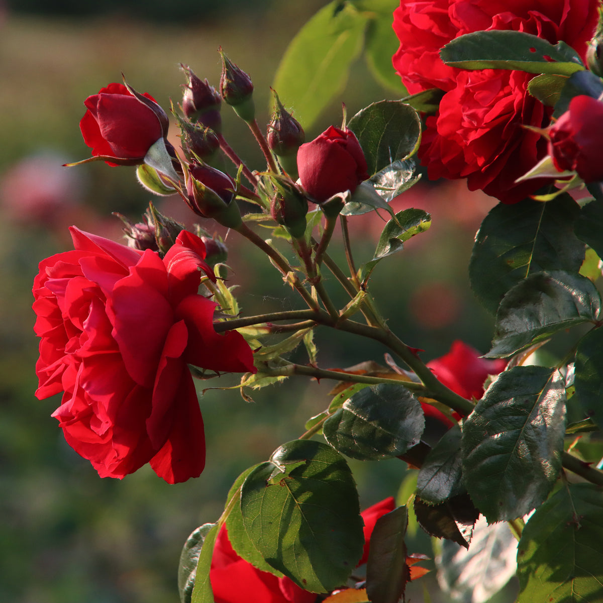 Rosa Florentina ® - Klimroos 'Florentina'® - Klimrozen