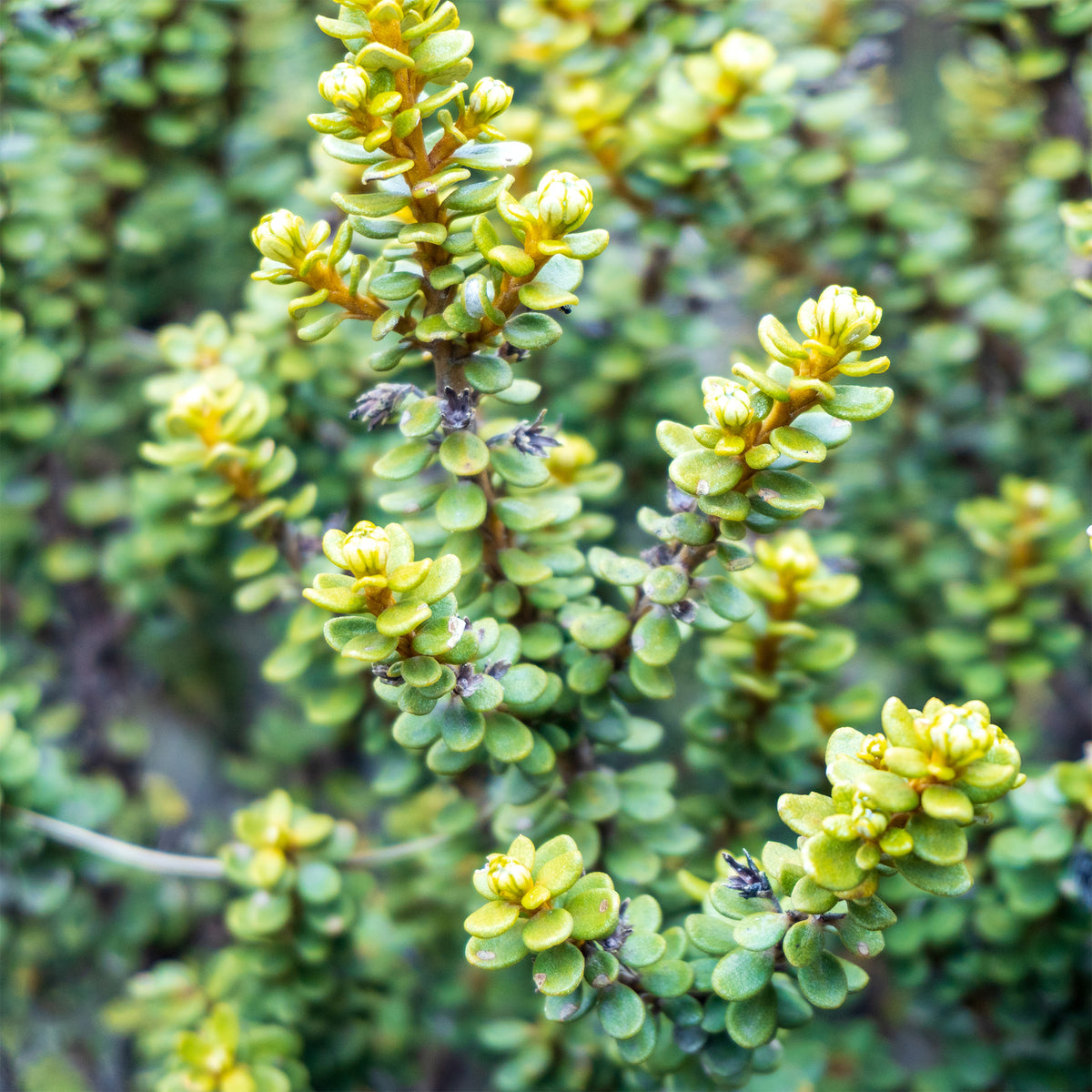 Boomaster - Olearia nummulariifolia - Bakker