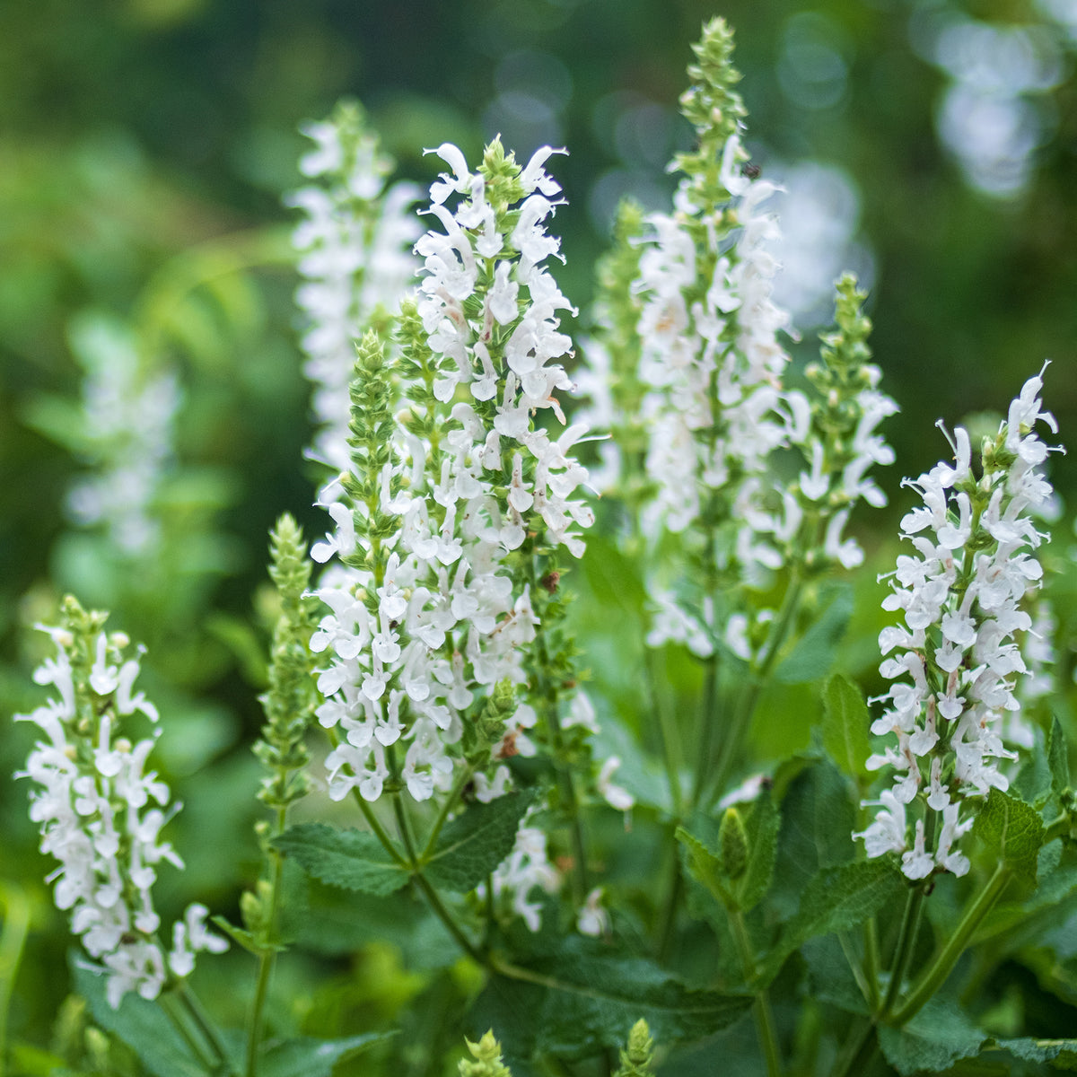 Bossalie 'Sensation White'