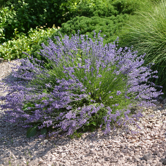 Lavendel 'Dutch' - Bakker