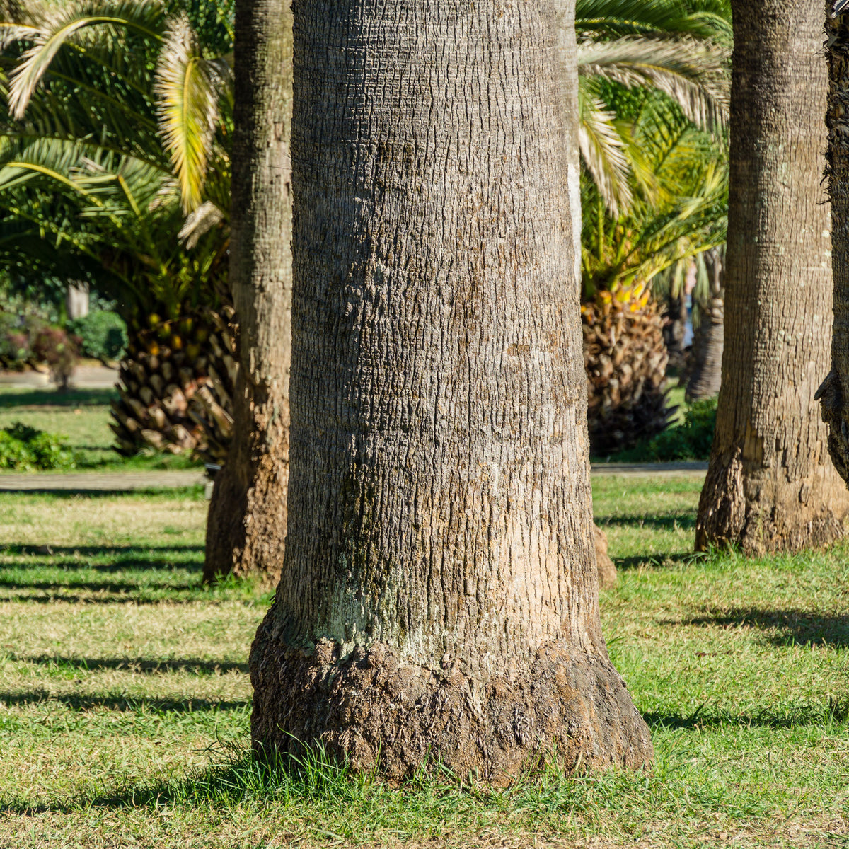 Palmen - Californische palm - Washingtonia filifera