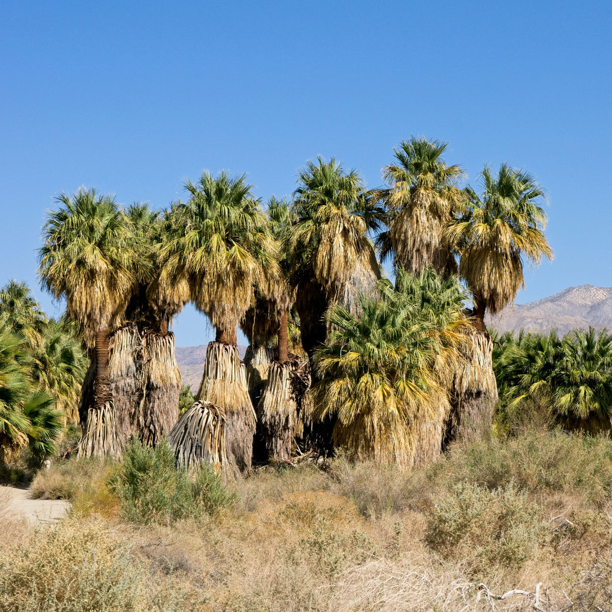 Verkoop Californische palm