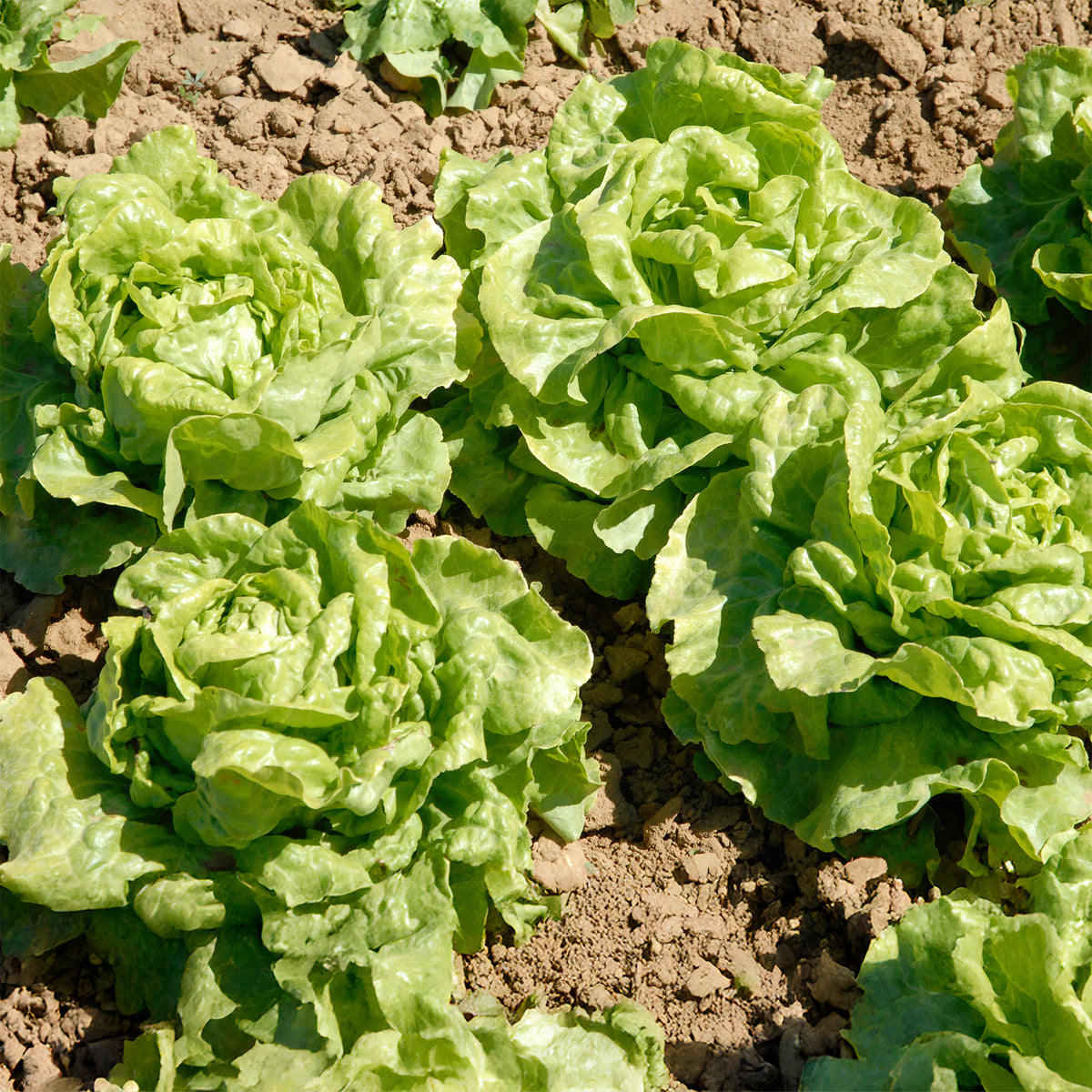 Kropsla 'Novappia' (x6) - Lactuca sativa 'novappia' - Bakker