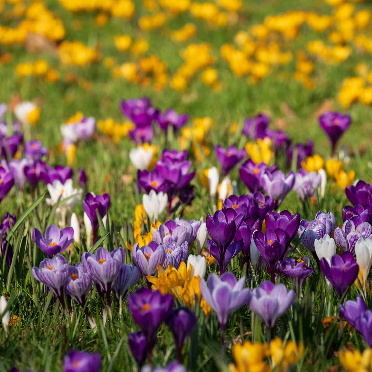 Krokus Grootbloemig gemengd - Bakker