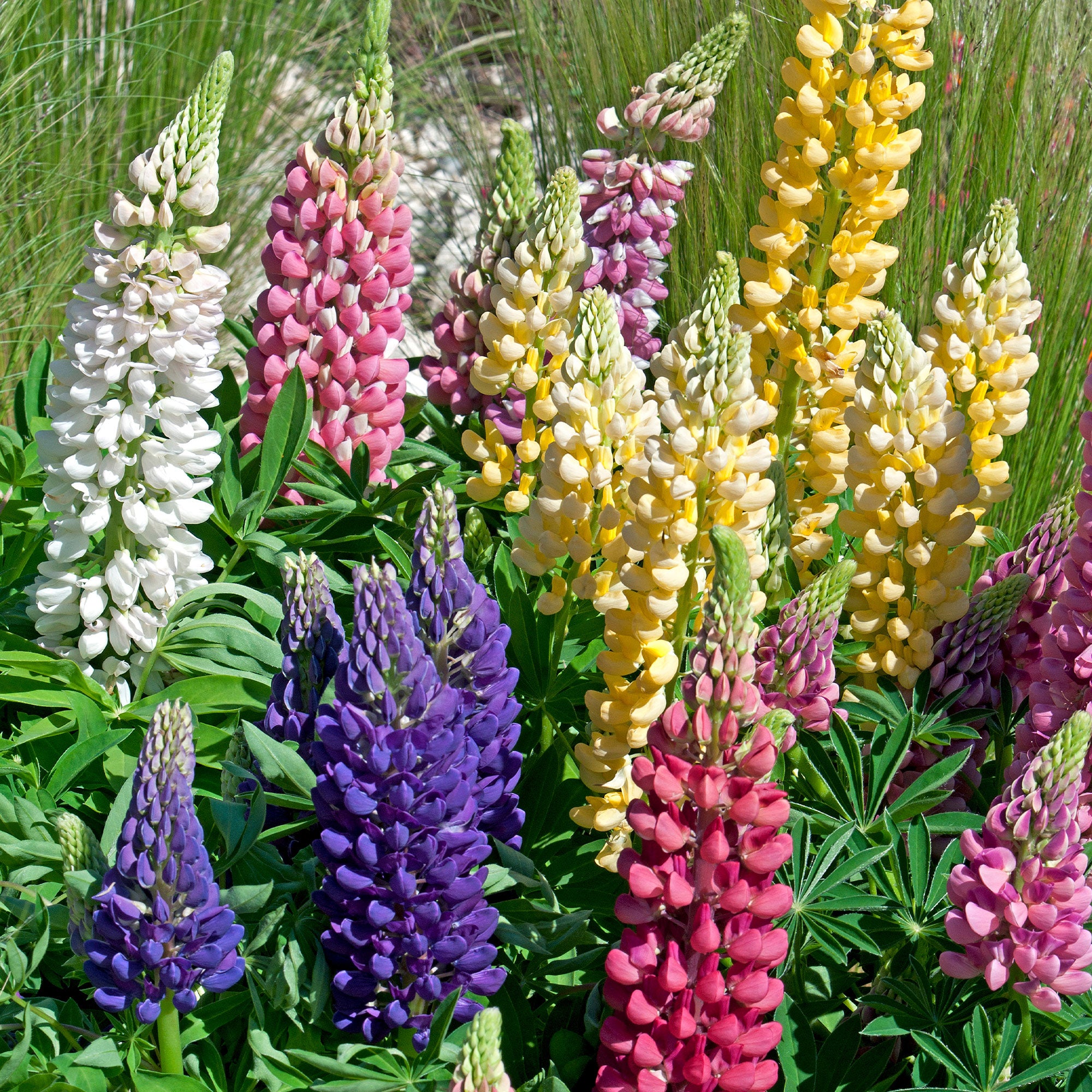 Lupine 'Hybrid Russell' (x5) - Lupinus hybrid russell | Bakker.com