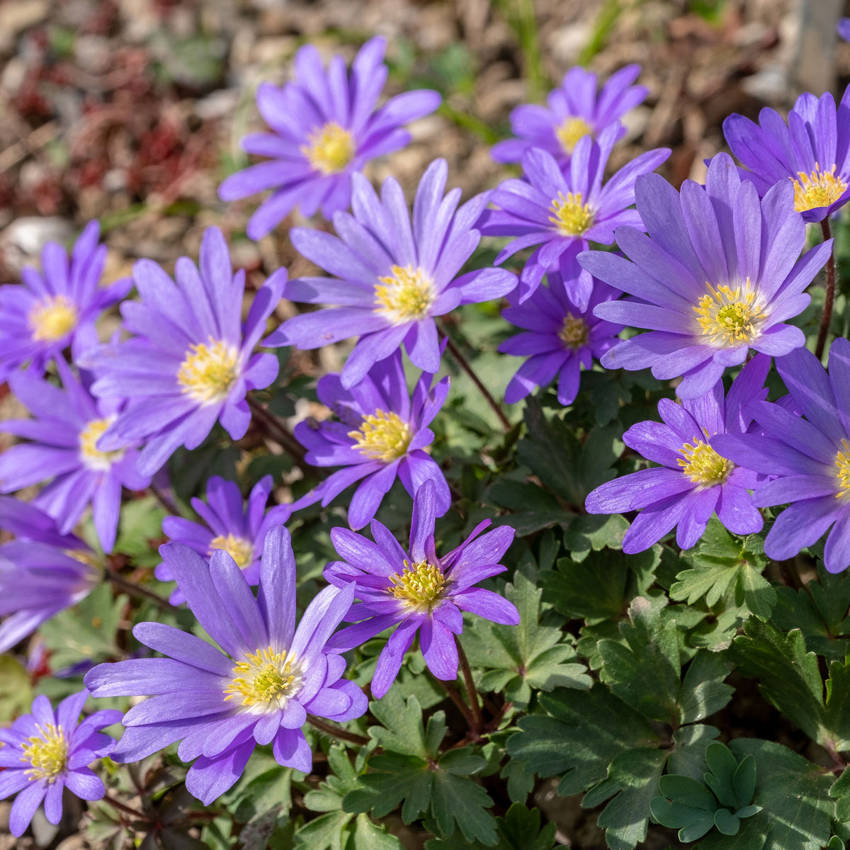 Anemone blanda Blue Shades - Anemone Blanda Blauw (x30) - Anemoon