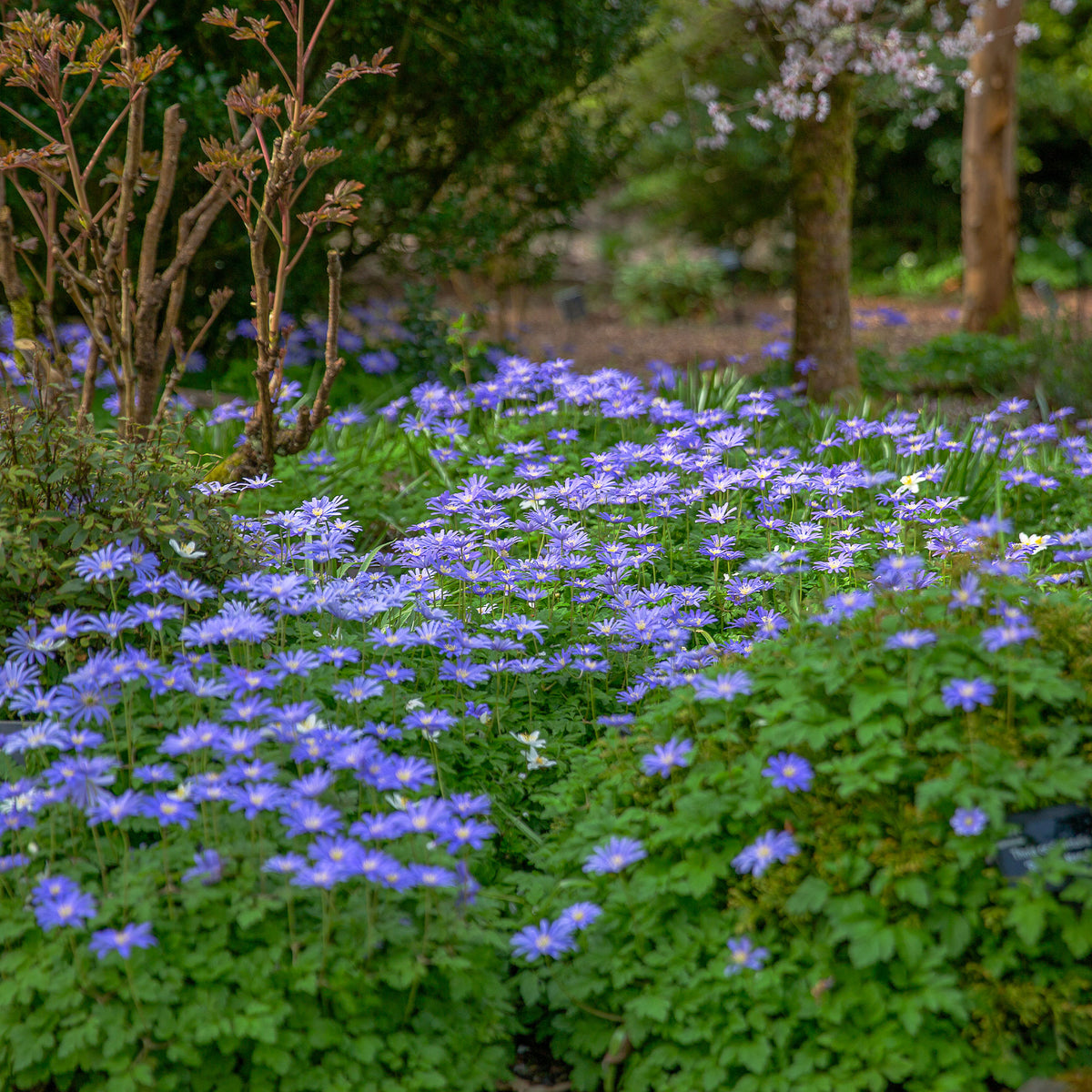 Anemoon - Anemone Blanda Blauw (x30) - Anemone blanda Blue Shades