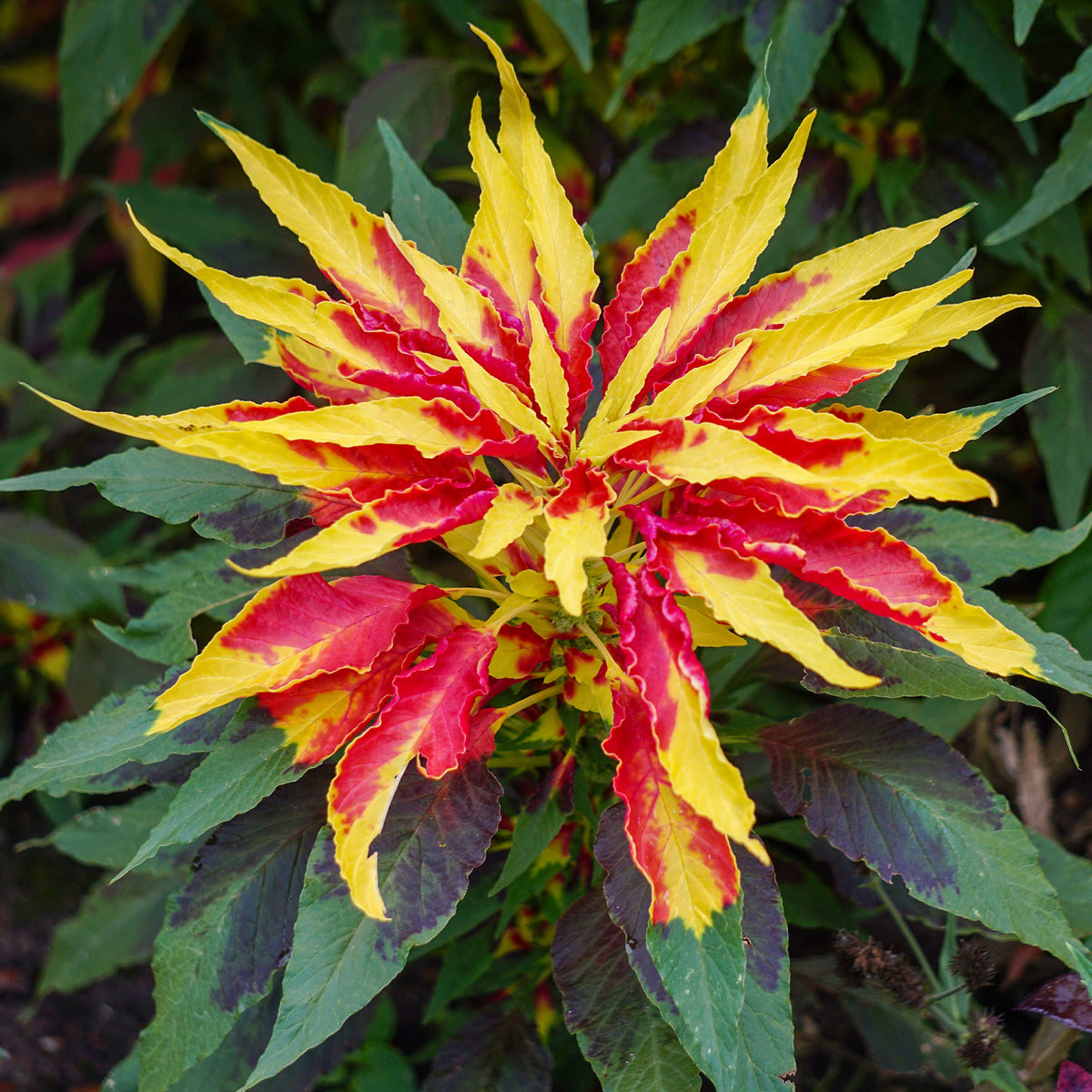 Eenjarige bloemzaden - Amaranthus gangeticus - Garden Select - Amaranthus gangeticus Splendens Perfecta