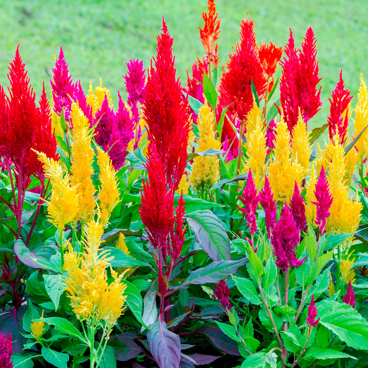 Plumosa Mix - Celosia argentea plumosa - Bakker
