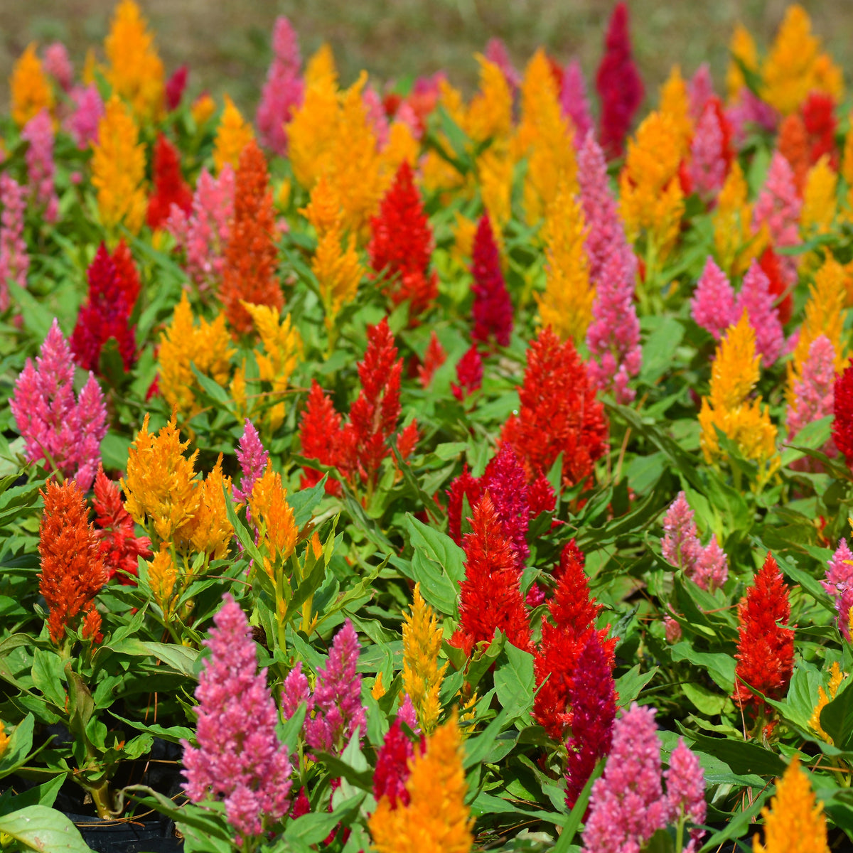 Plumosa Mix - Bakker