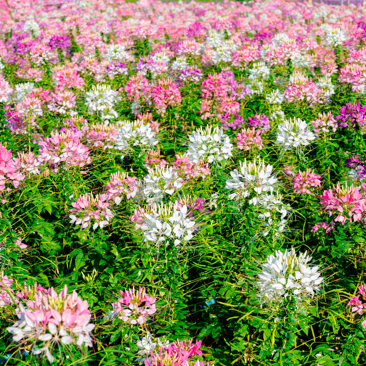Cleome - Kattensnor - Kattensnor Cleome Colour Fountain mix - Cleome spinosa