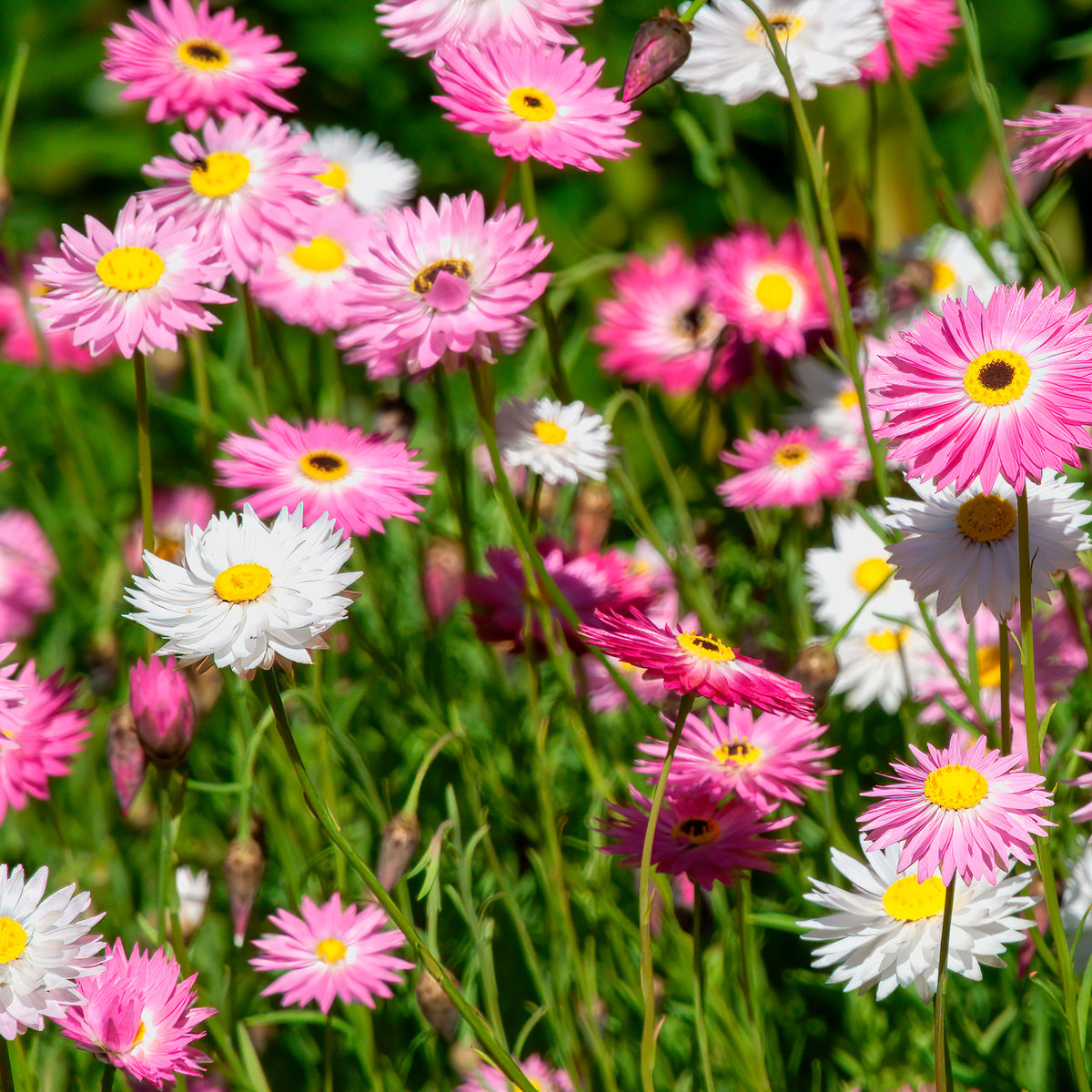 Zonnestrobloem Mix - Helipterum roseum - Bakker