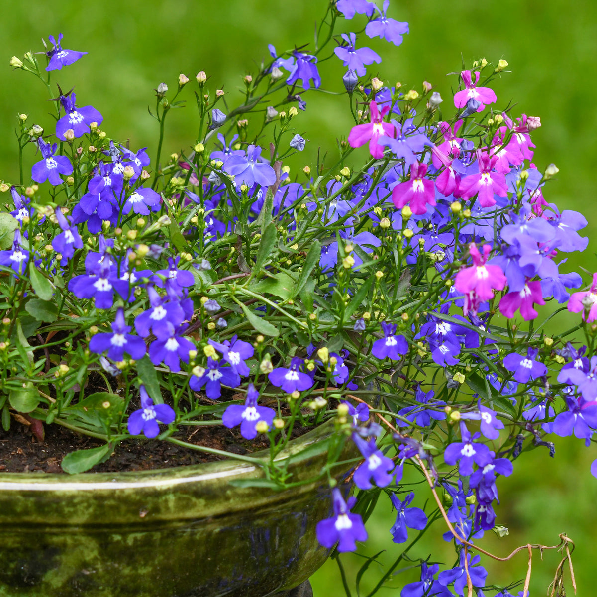 Tuinlobelia Mix 'Magic Circles' - Lobelia erinus pendula - Bakker