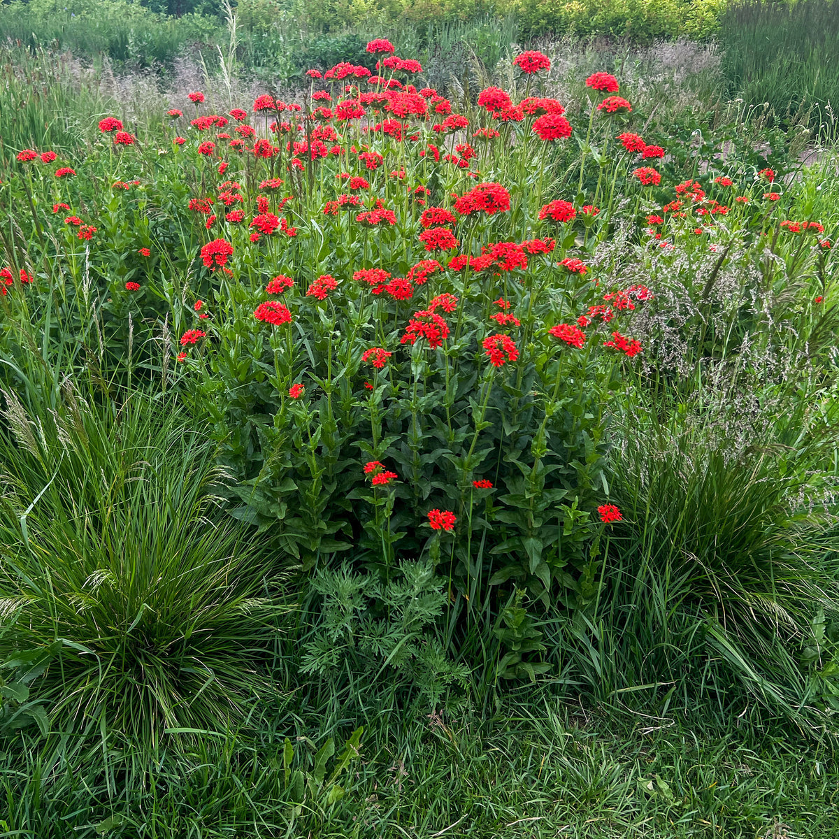 Verkoop Brandende liefde - rood - Lychnis chalcedonica