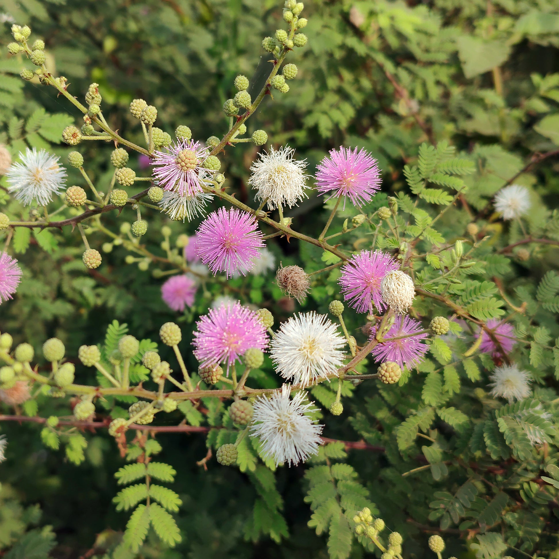 Kruidje-roer-mij-niet - Mimosa pudica - Bakker