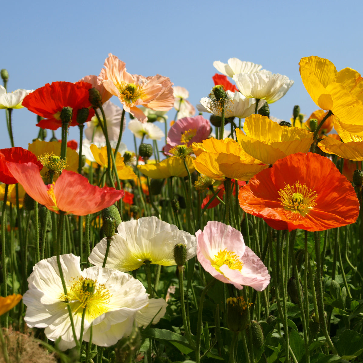 Klaproos Mix 'Artist's Glory' - Papaver nudicaule - Bakker
