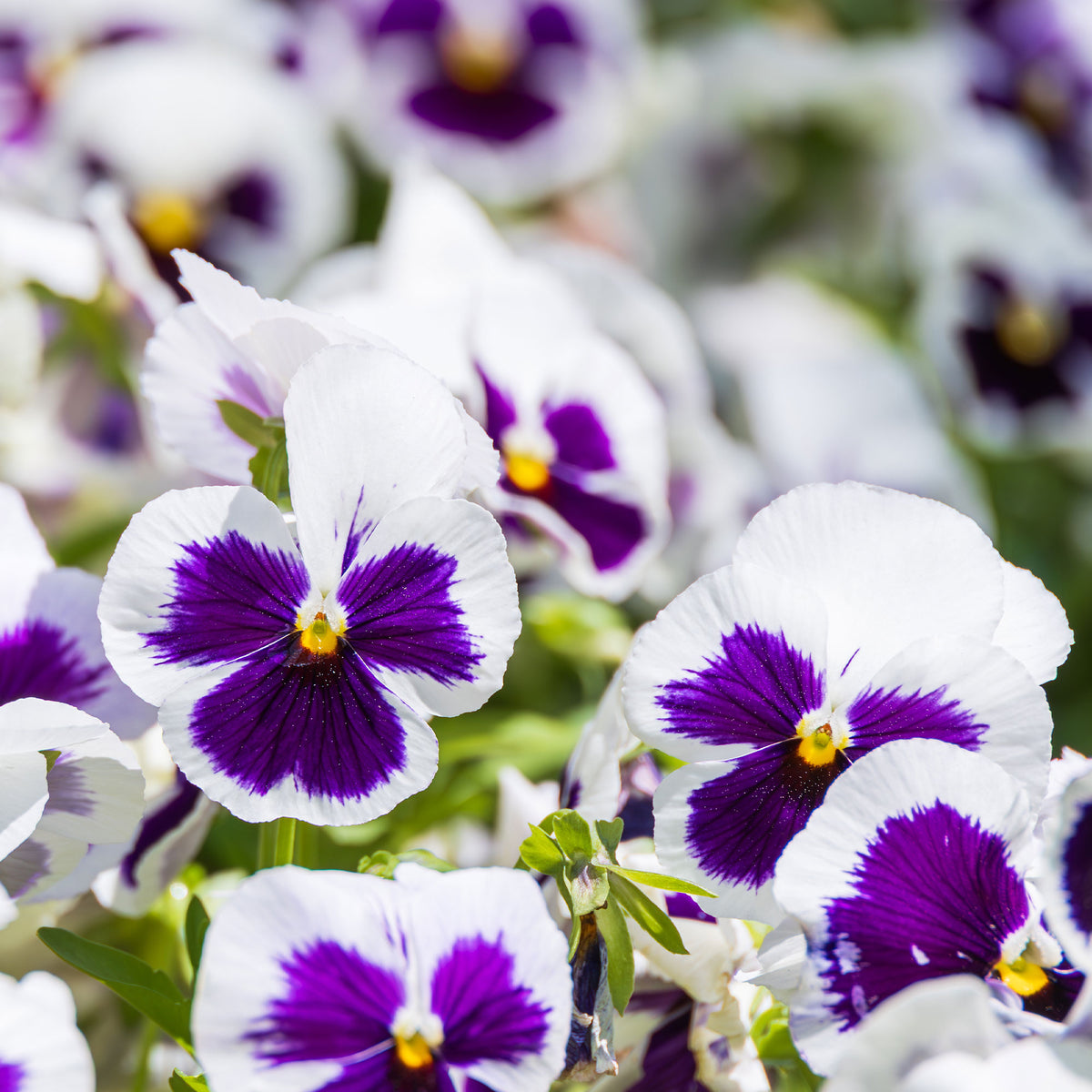 Viola x wittrockiana silverbride - Grootbloemig viooltje 'Silverbride' - Terras en balkon