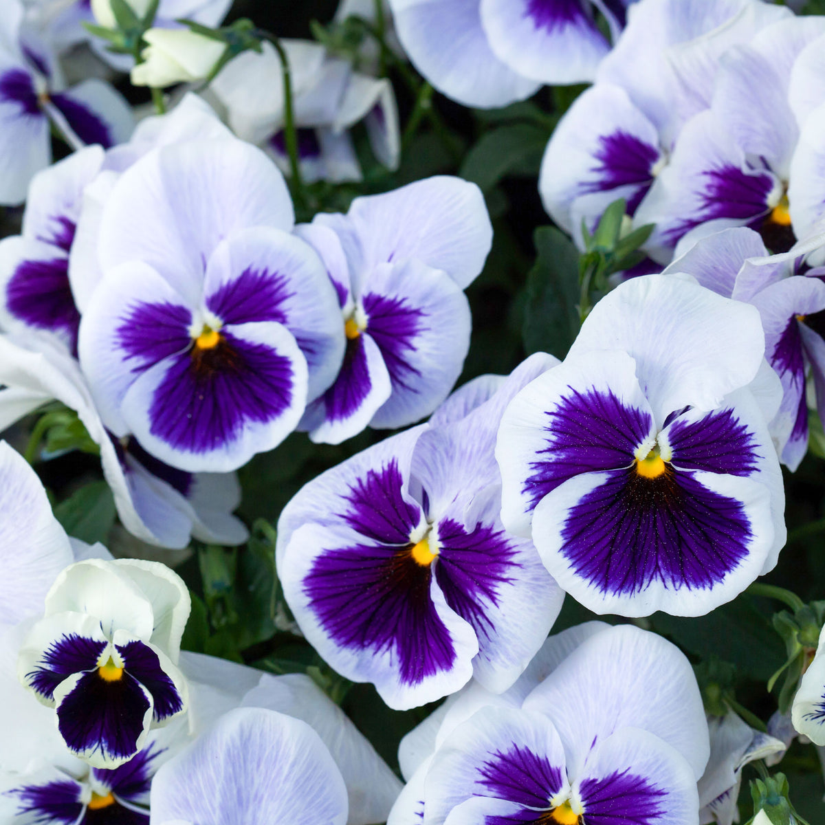 Grootbloemig viooltje 'Silverbride' - Viola x wittrockiana silverbride - Bakker