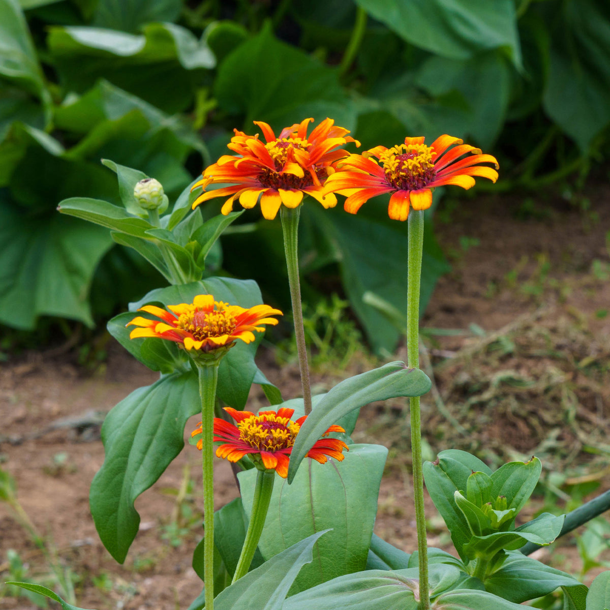 Zinnia elegans - Dubbelbloemige Zinnia Mix 'Caroussel' - Bloemzaden voor perken en borders