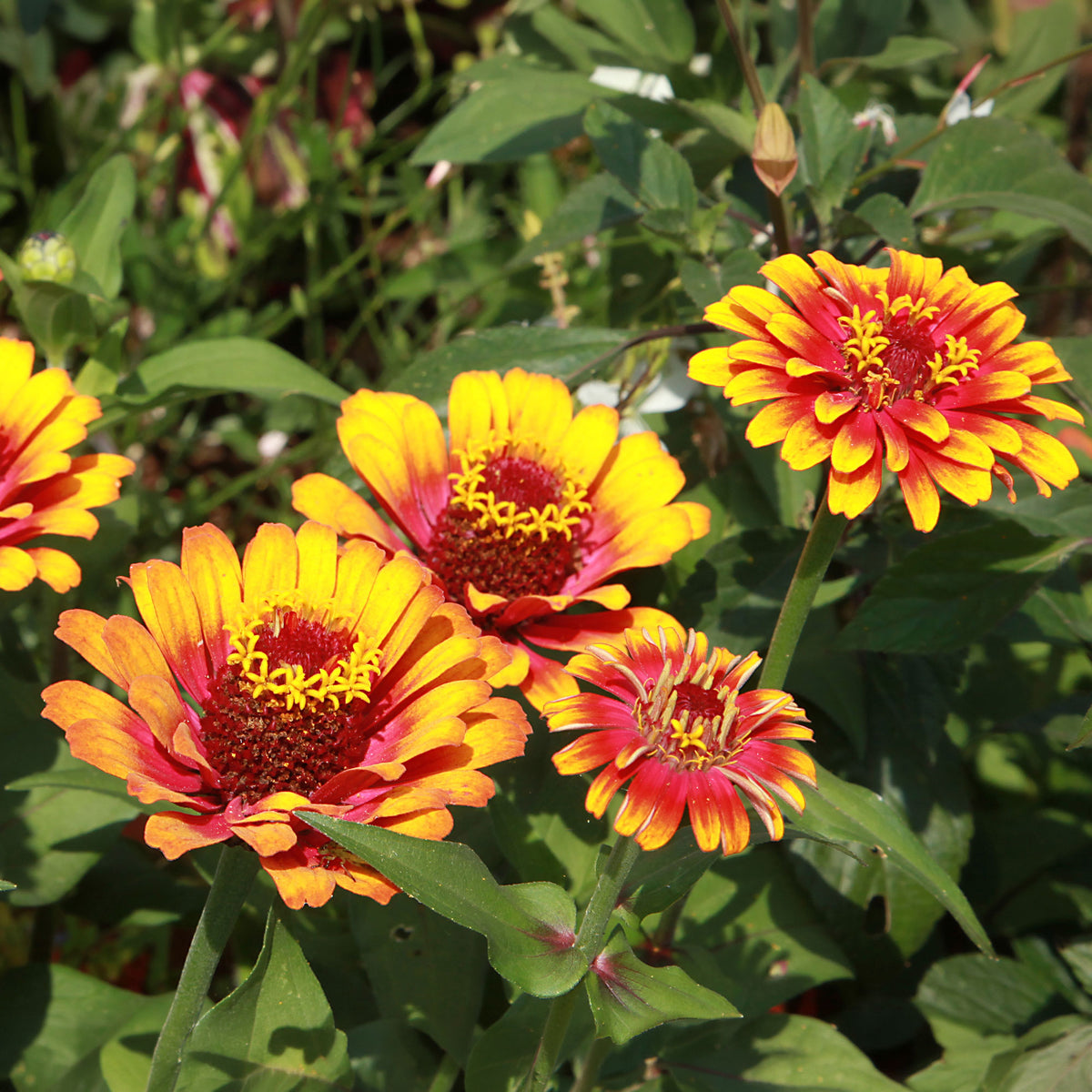 Dubbelbloemige Zinnia Mix 'Caroussel' - Zinnia elegans - Bakker