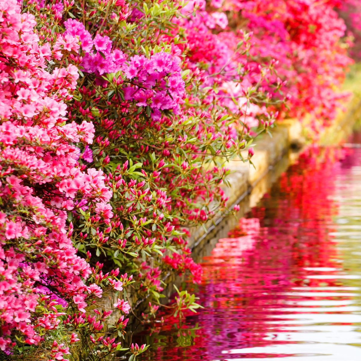 Collectie Japanse Azalea's (x3)