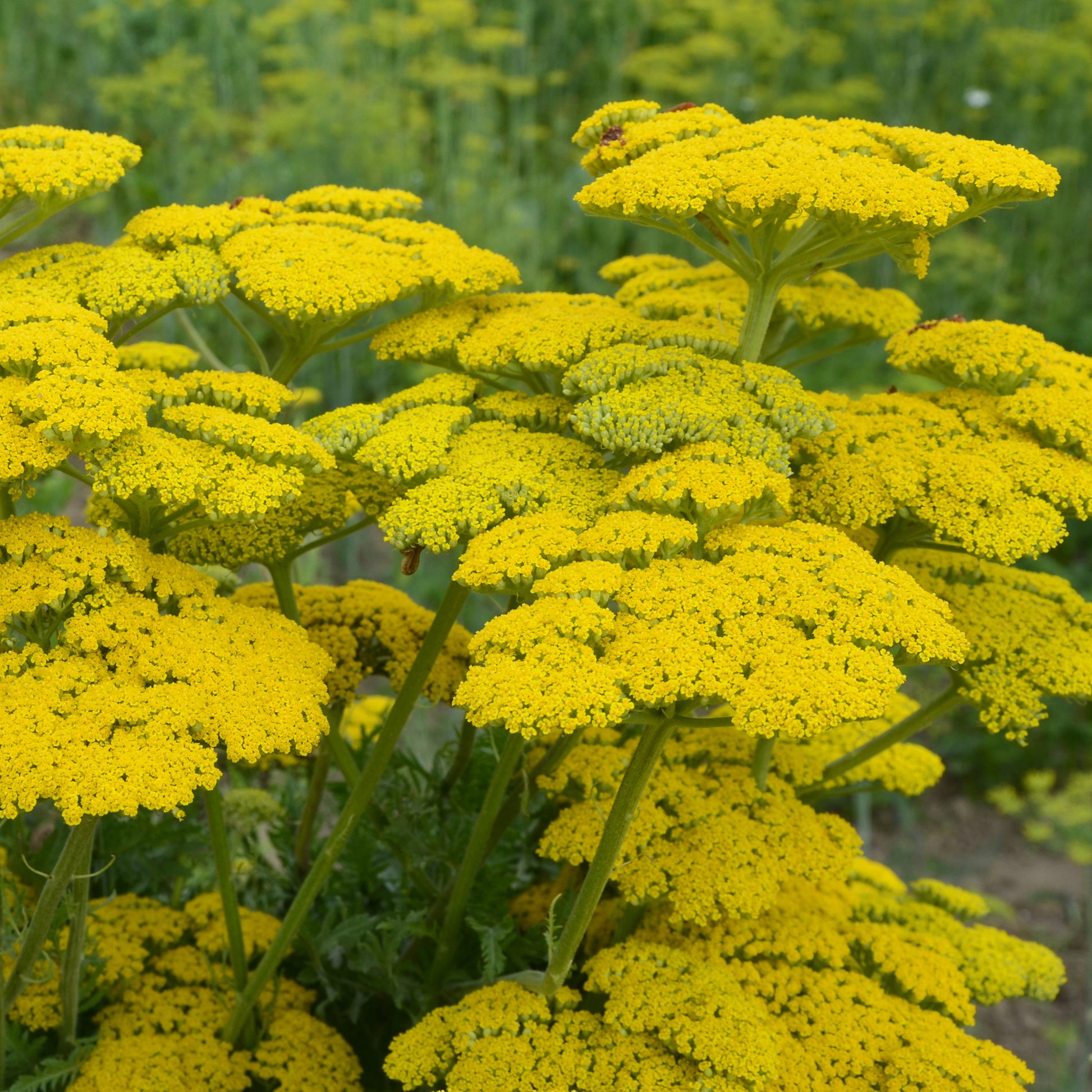 Achillea filipendulina Cloth of Gold - Duizendblad Cloth of Gold - Achillea - Duizendblad