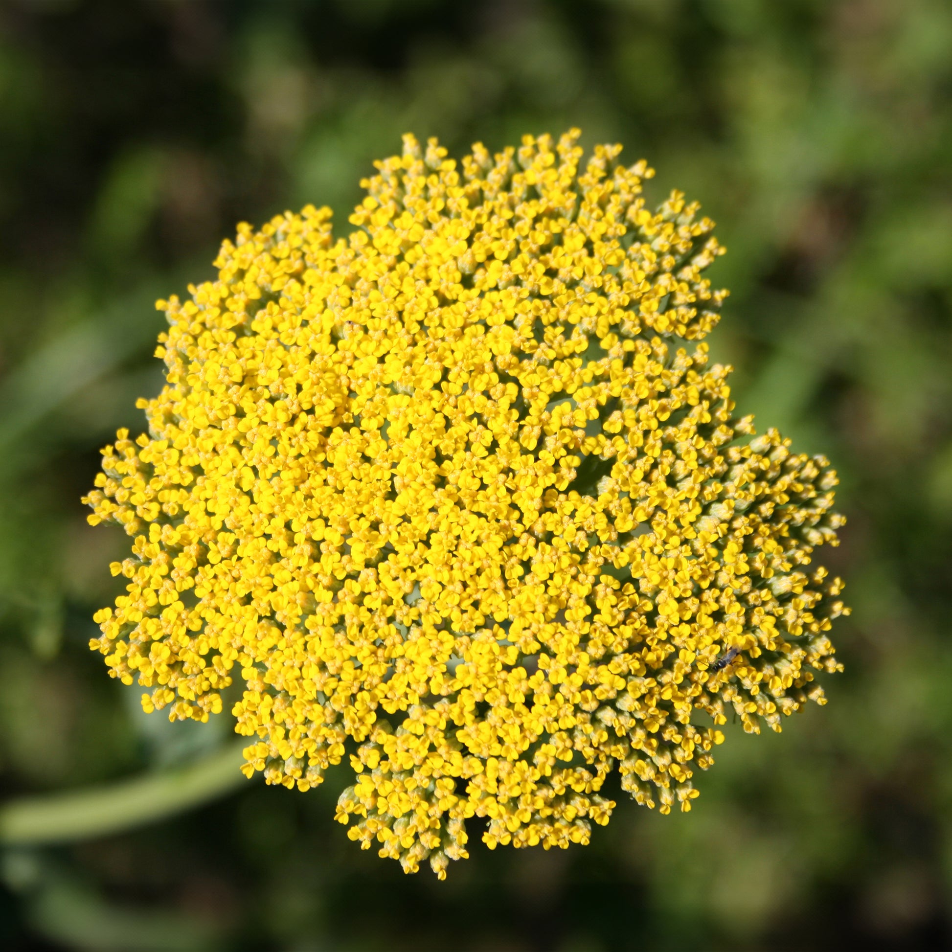 Achillea - Duizendblad - Duizendblad Cloth of Gold - Achillea filipendulina Cloth of Gold
