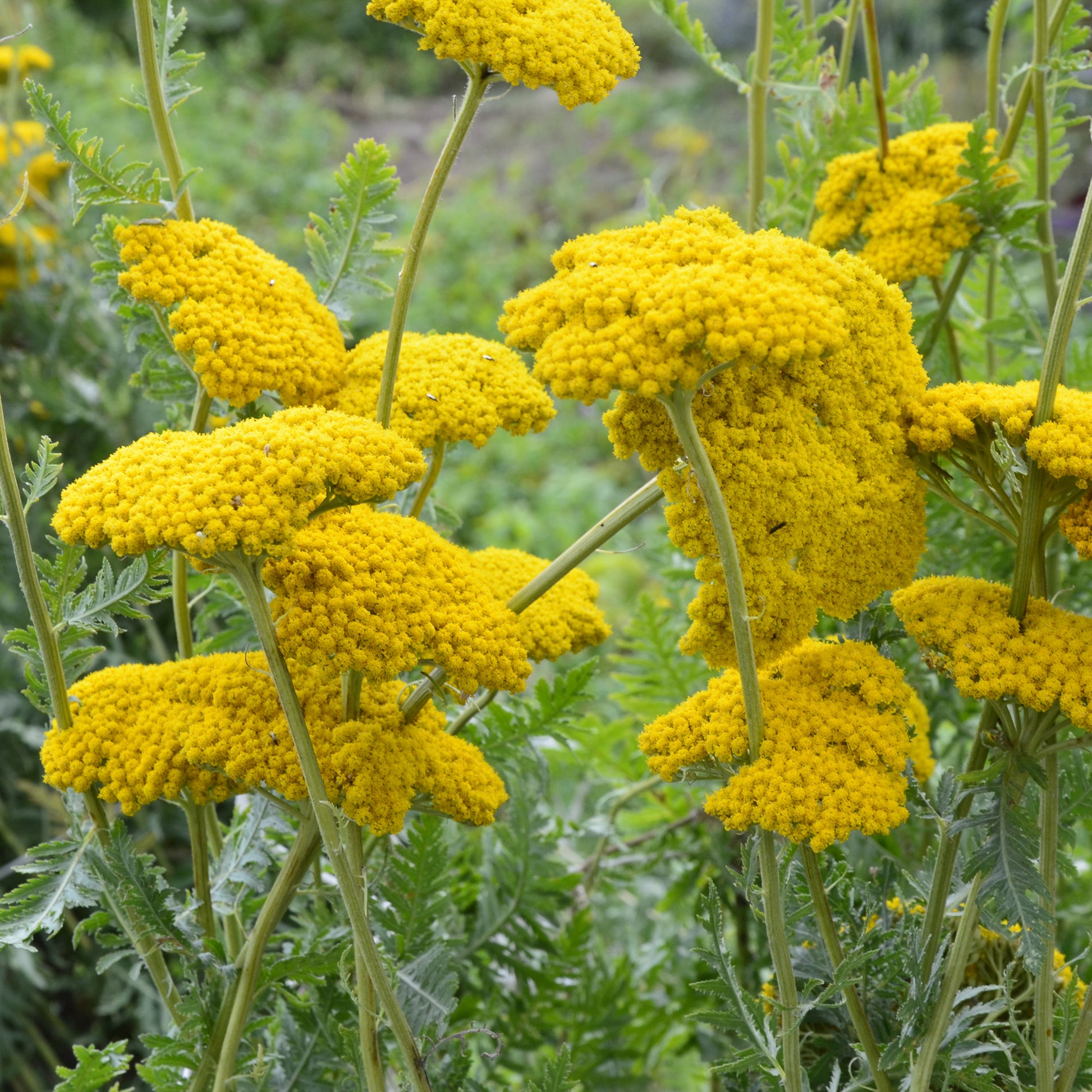 Duizendblad Cloth of Gold - Achillea filipendulina Cloth of Gold - Bakker