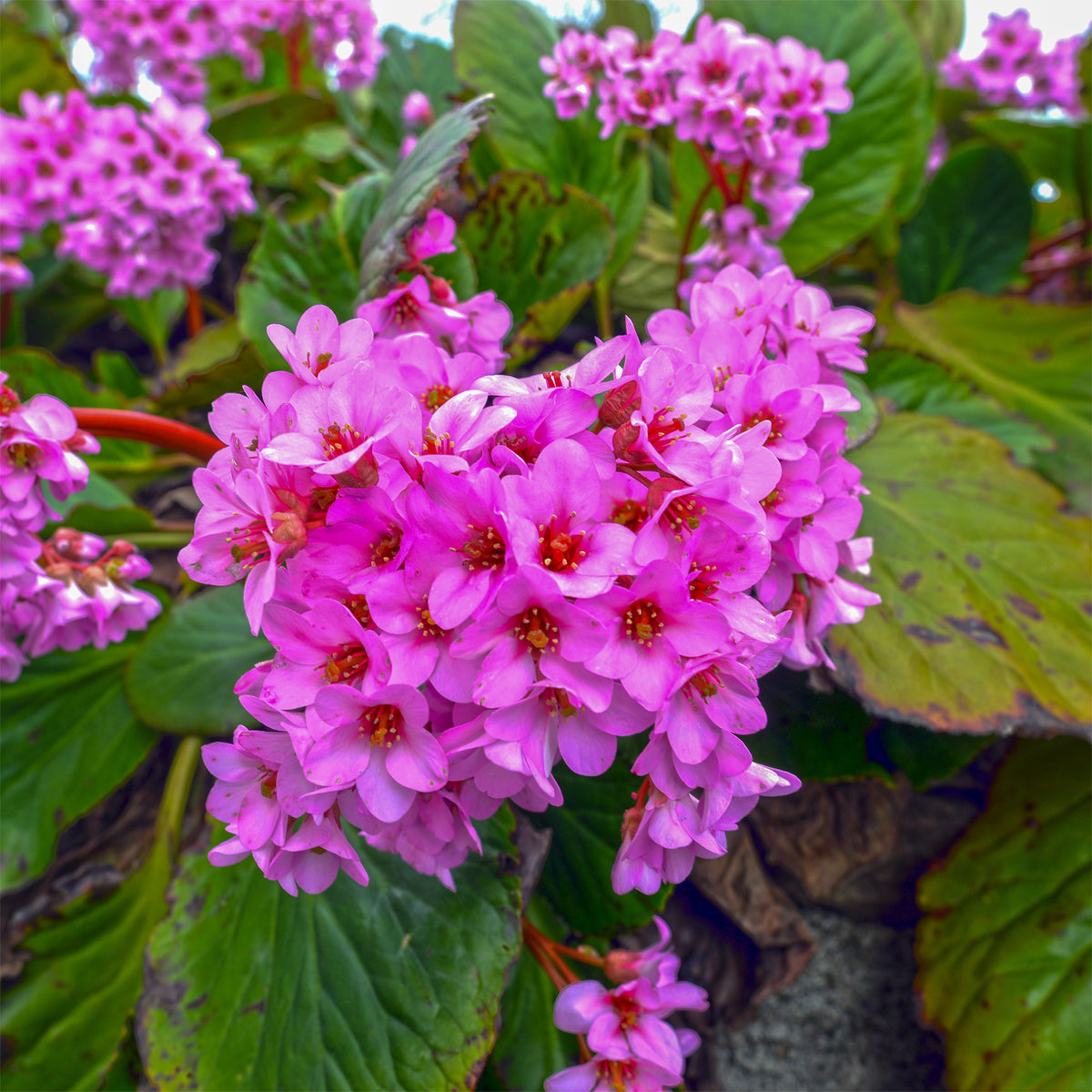 Schoenlappersplant pourpre - Bergenia purpurascens - Bakker