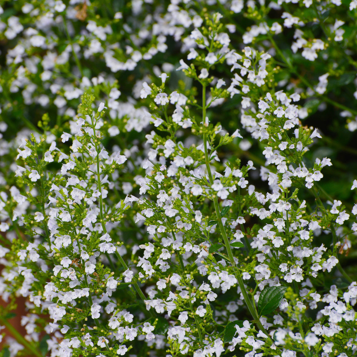 Bergsteentijm Clinopodium nepeta - Bakker