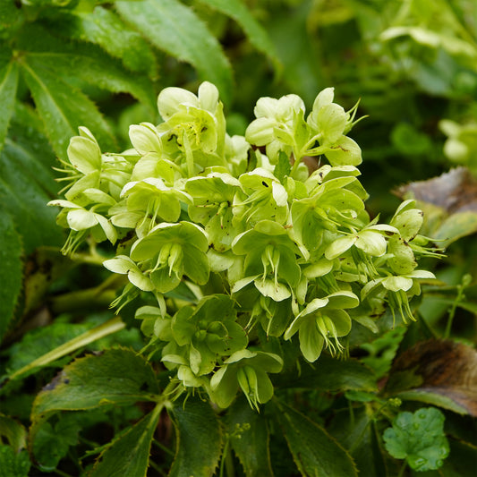 Corsicaanse Kerstroos - Bakker