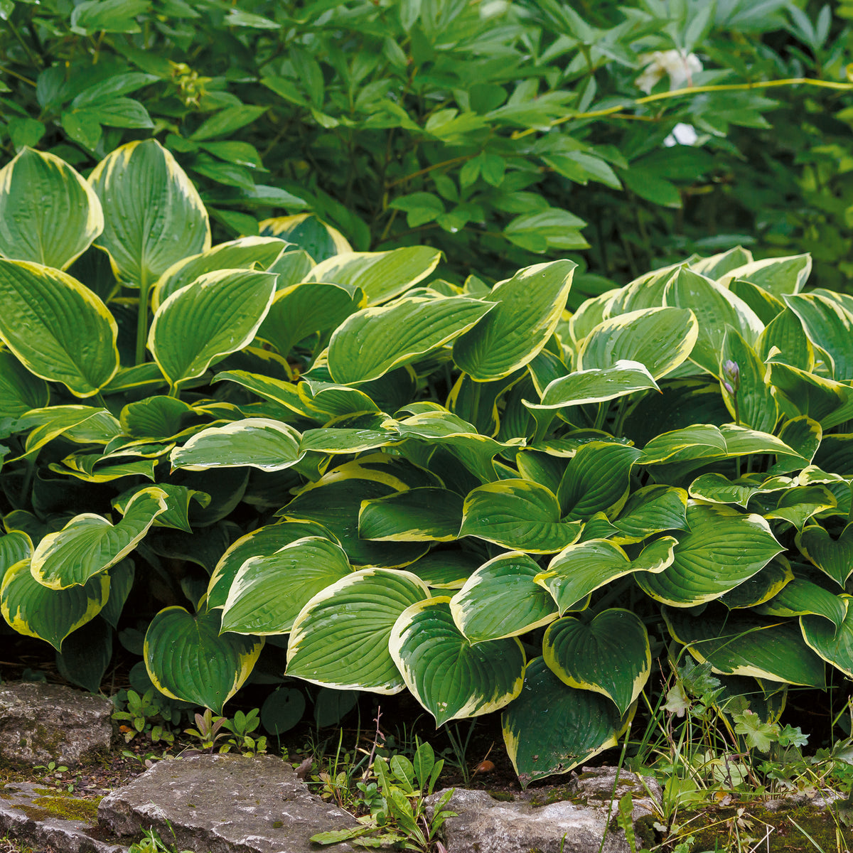 Hartlelie Aureomarginata Funkia - Bakker