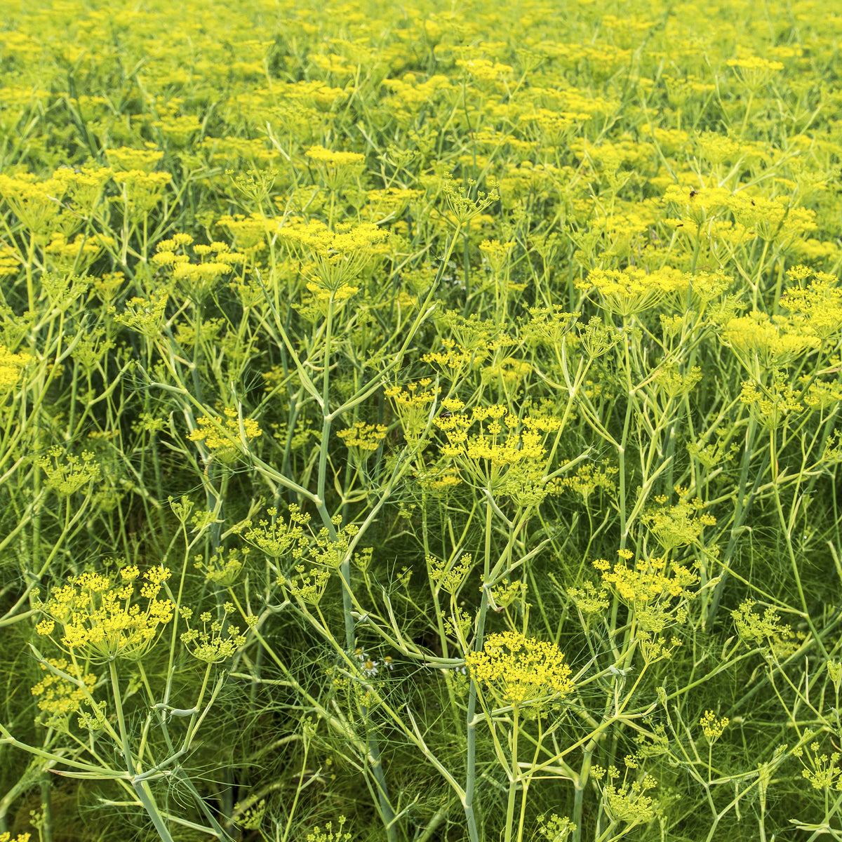 Venkel - Foeniculum vulgare - Bakker