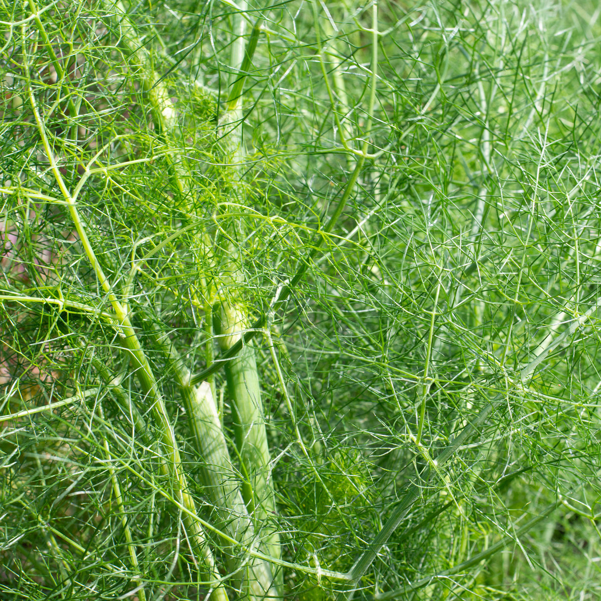 Kruiden - Venkel - Foeniculum vulgare