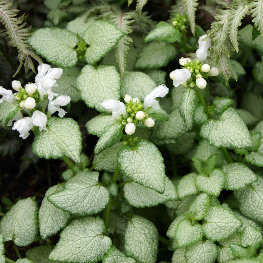 Gevlekte dovenetel 'White Nancy' - Bakker