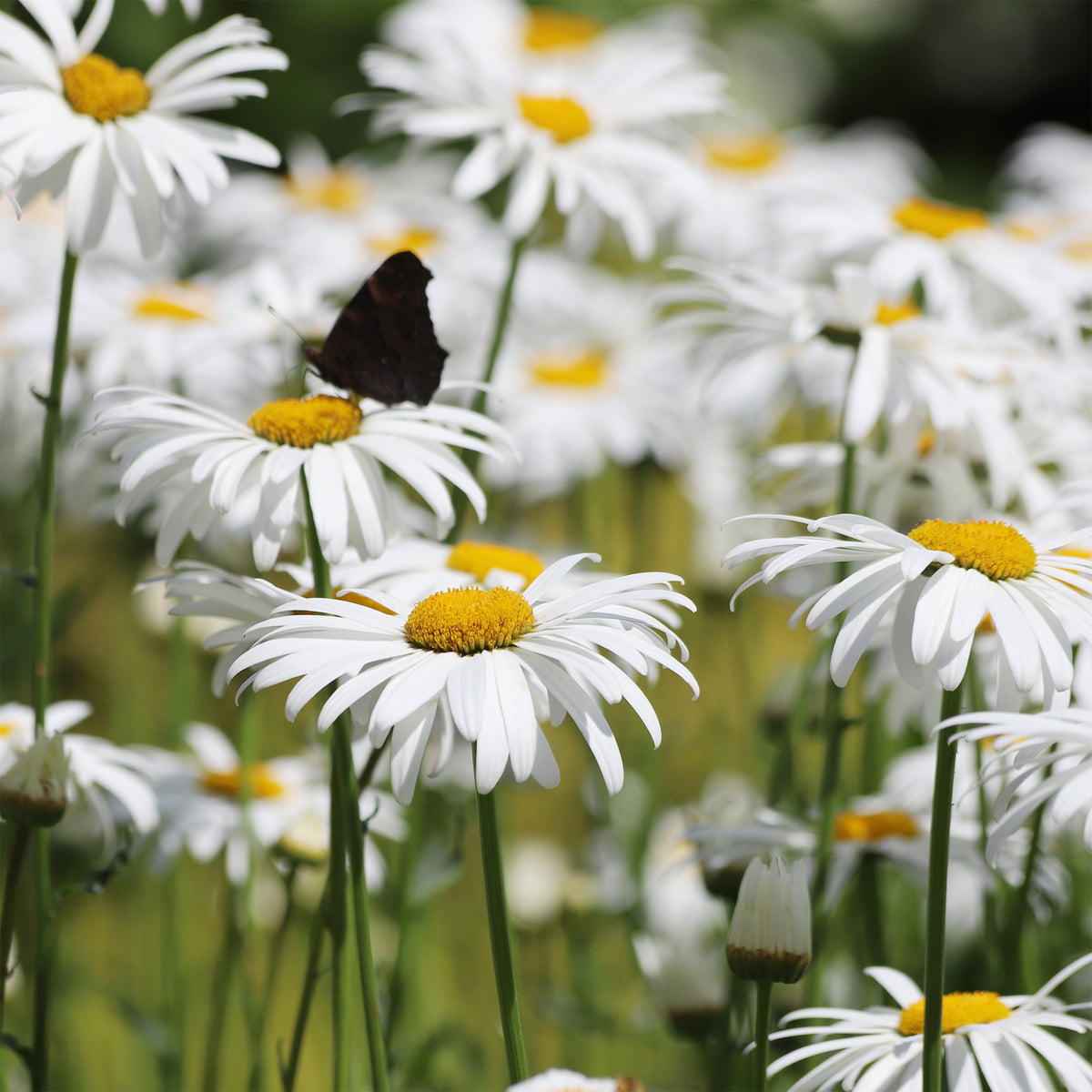 Margriet 'Alaska - Bakker