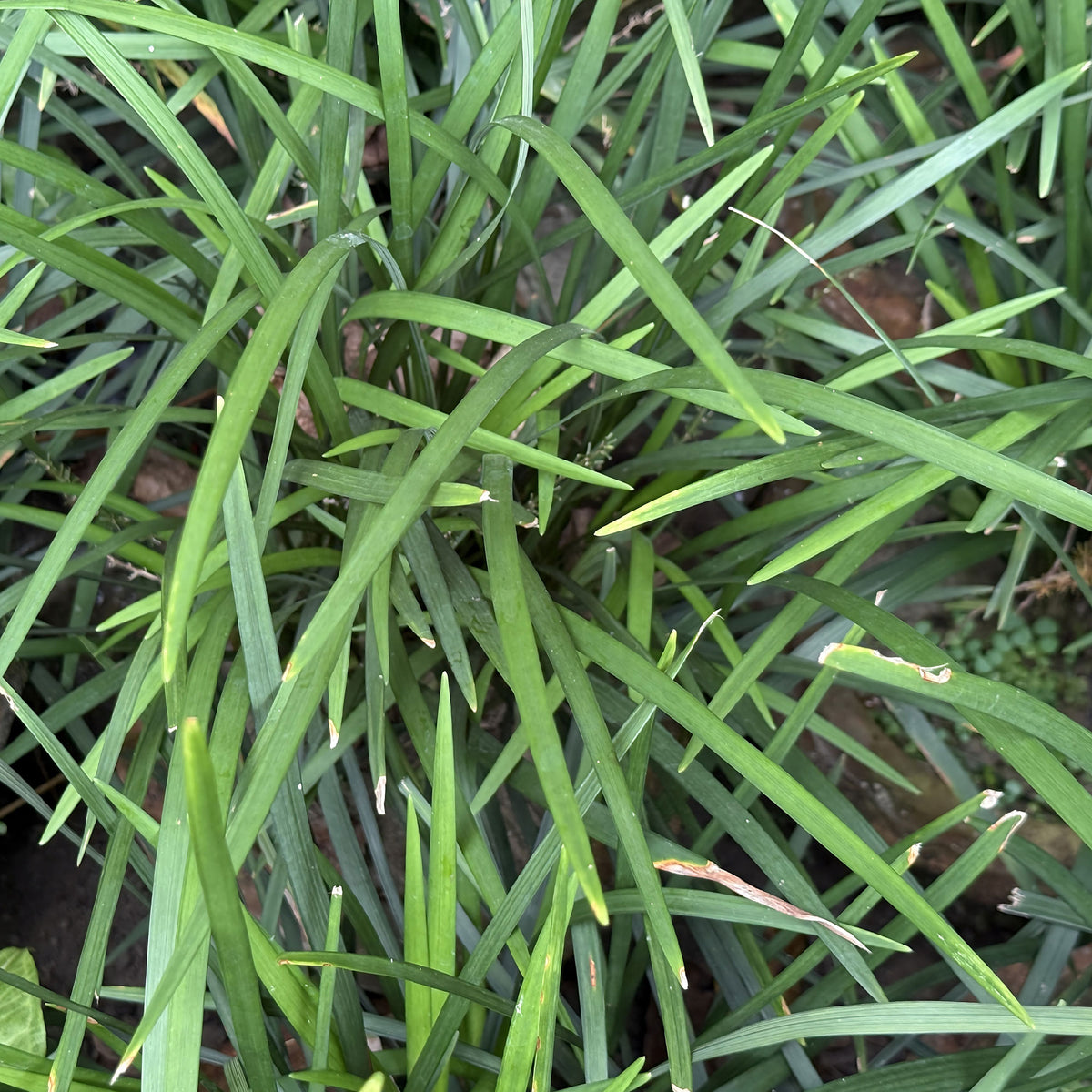 Liriope muscari evergreen giant - Leliegras Evergreen Giant - Liriope