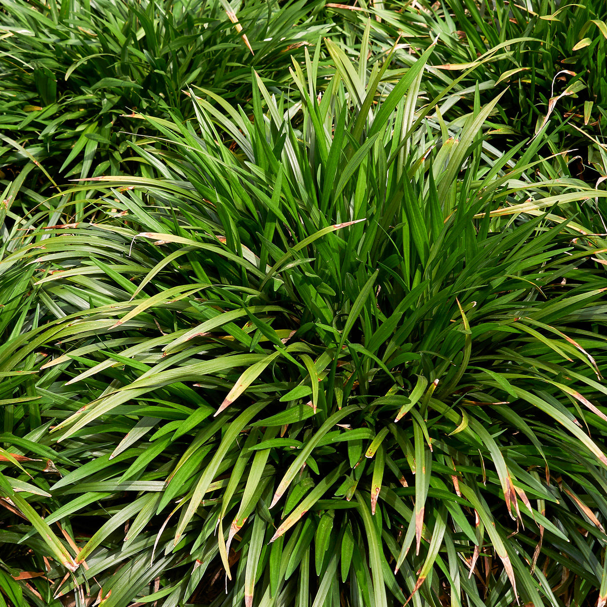 Leliegras Evergreen Giant - Liriope muscari evergreen giant - Bakker