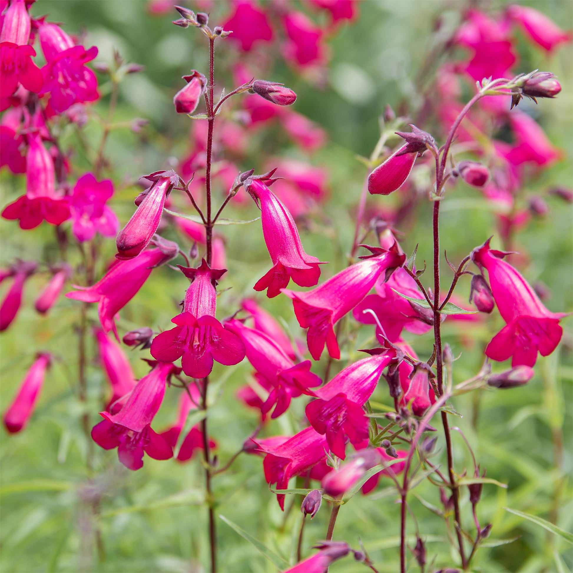 Penstemon - Slangenkop Friedrich Hahn - Penstemon Andenken an Friedrich Hahn