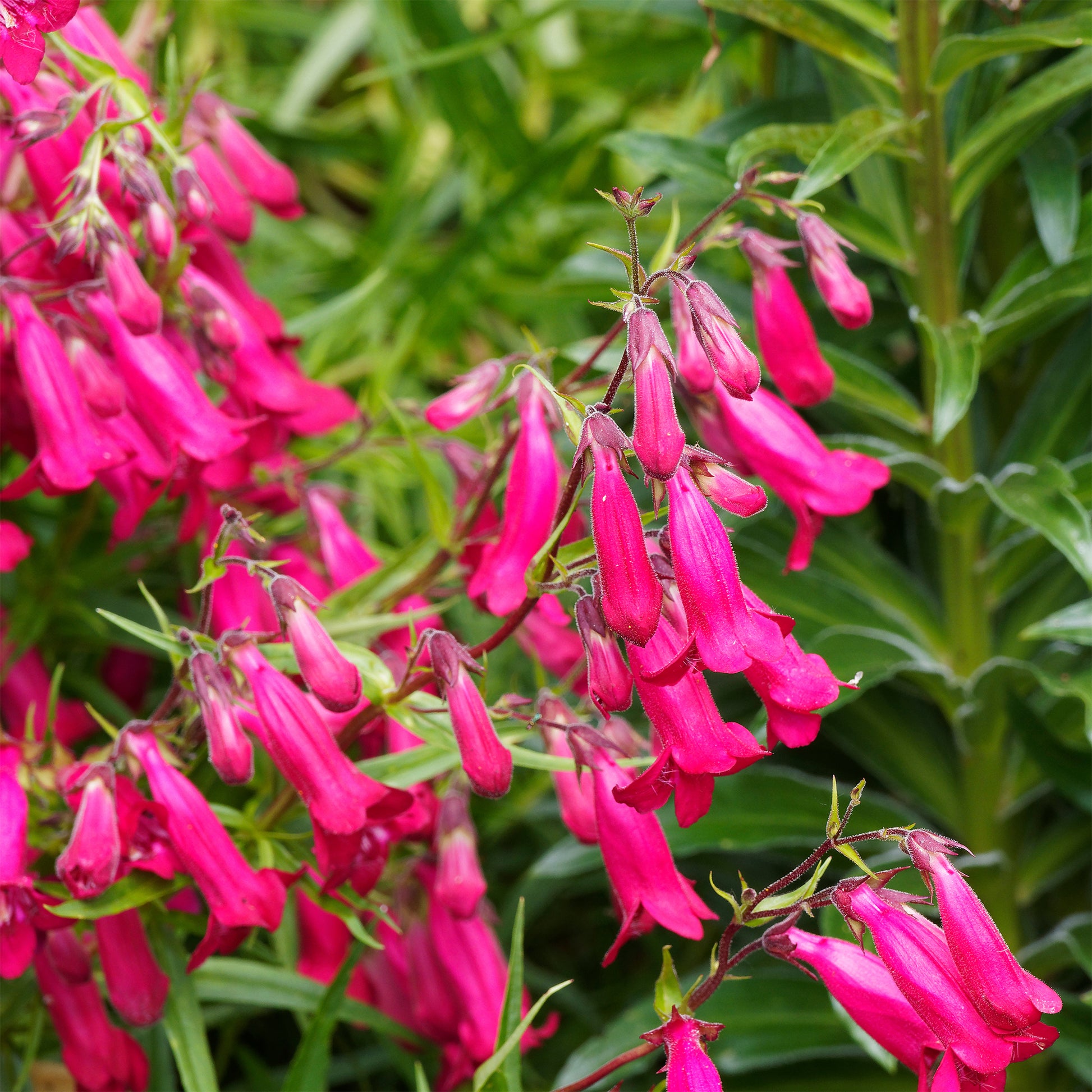 Penstemon Andenken an Friedrich Hahn - Slangenkop Friedrich Hahn - Penstemon