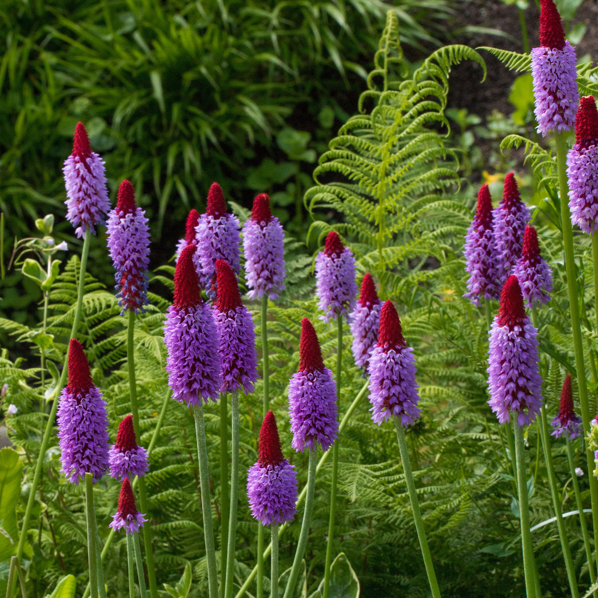 Vaste planten - Sleutelbloem Vial Sleutelbloem - Primula vialii
