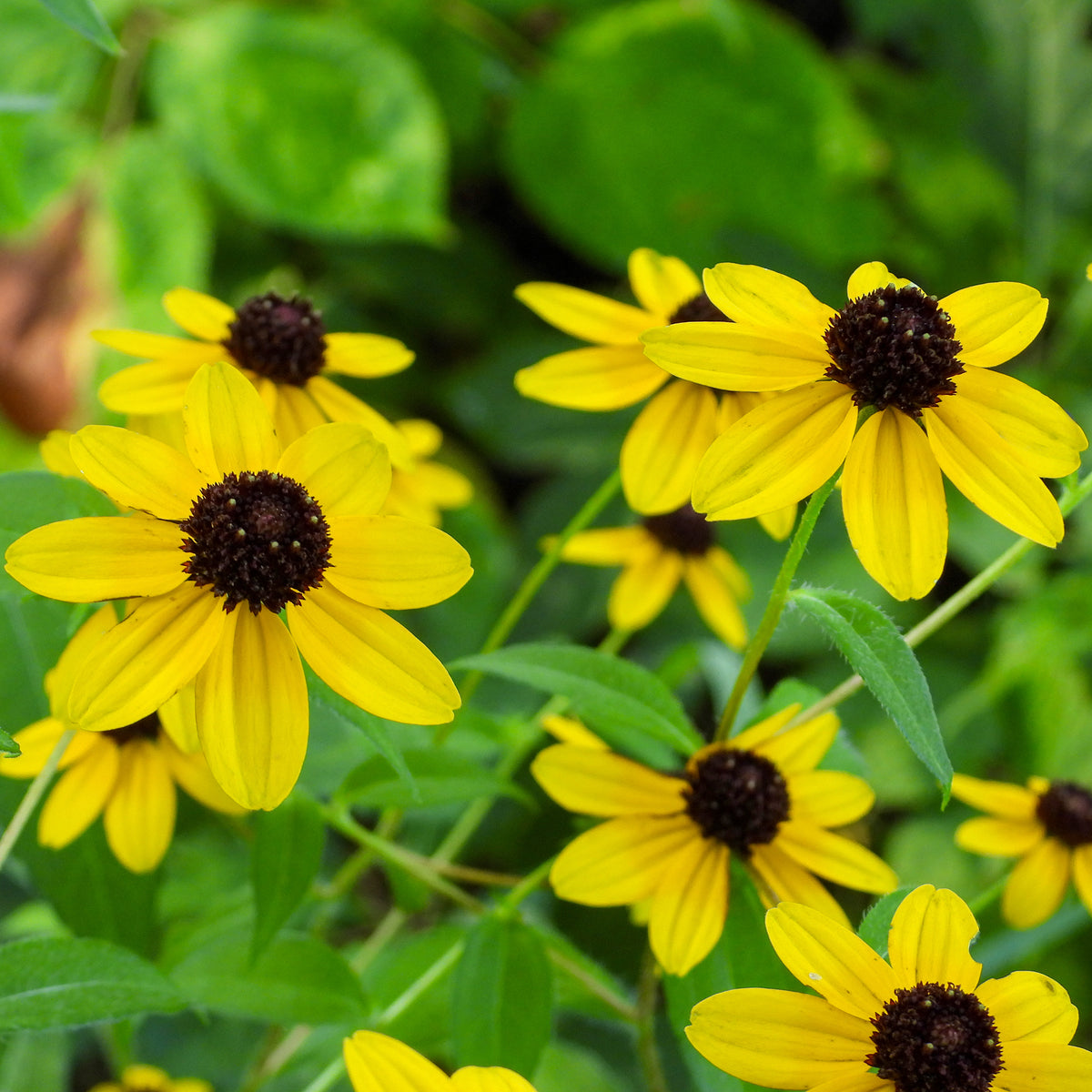 Rudbeckia triloba - Zonnehoed tribola - Rudbeckia