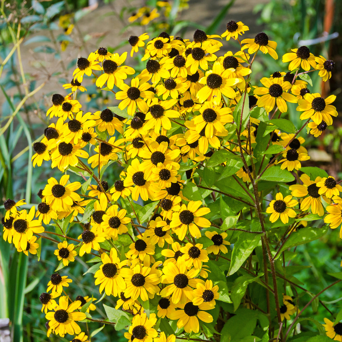 Rudbeckia - Zonnehoed tribola - Rudbeckia triloba