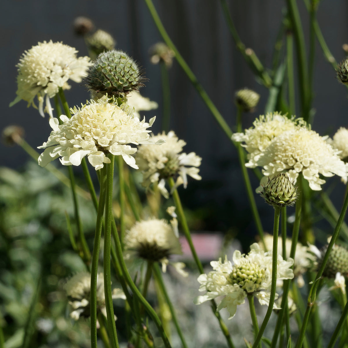Duifkruid ochroleuca - Bakker