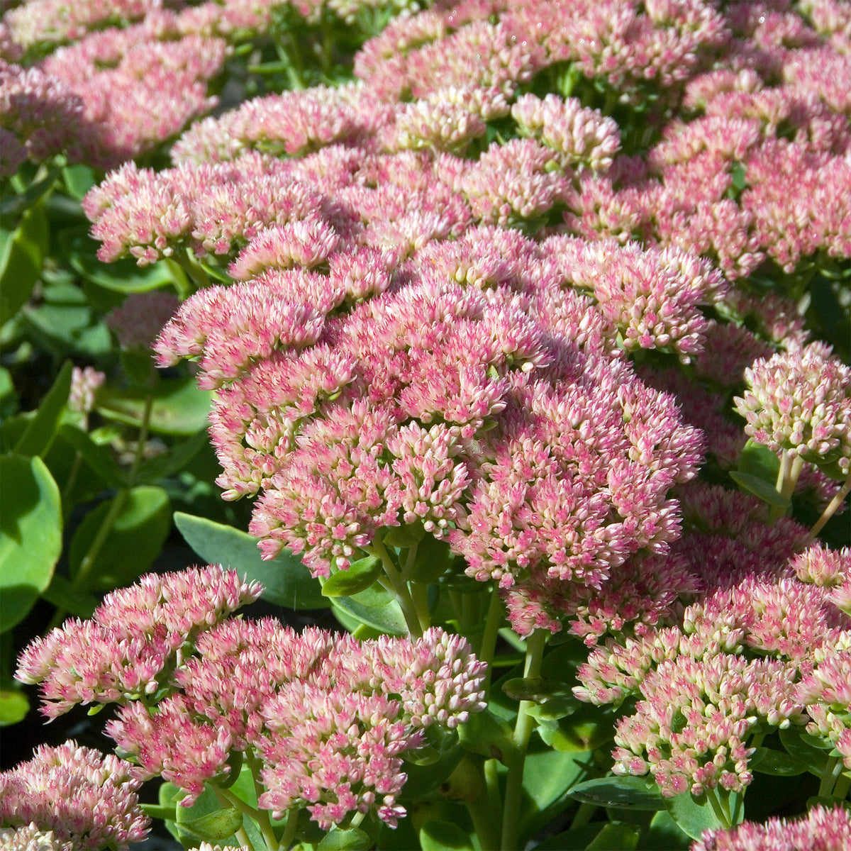 Vetkruid 'Herbstfreude' - Bakker