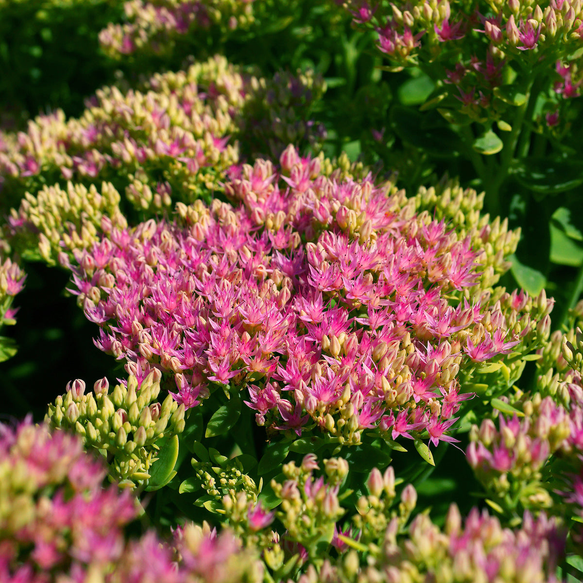Vetkruid Brilliant - Sedum spectabile brilliant ( brilliant group ) - Bakker