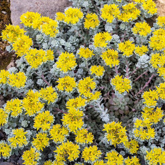 Sedum 'Cape Blanco' / Vetkruid - Bakker